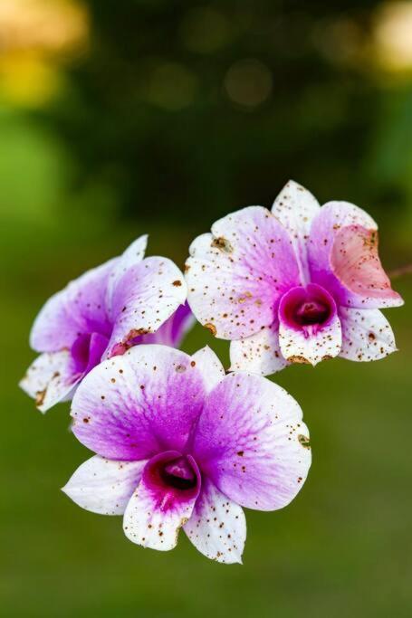 Recanto Dos Beija Flores, Chale Lantana C Monte Alegre do Sul Exterior foto